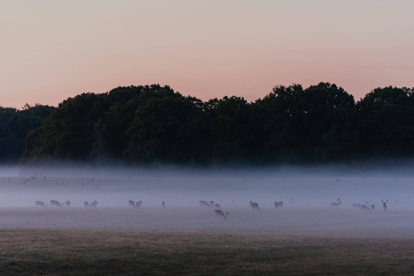 Cerb carpatin în pădure la răsărit, printre raze de lumină